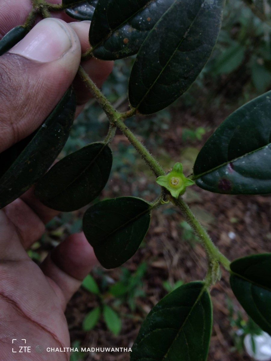 Lasianthus thwaitesii var. thwaitesii